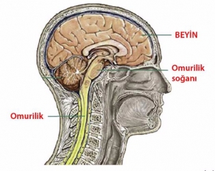 gallery/merkezi-sinir-sistemi-organlari[1]