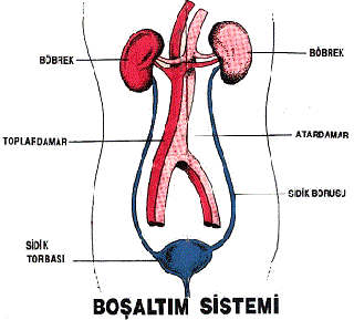 gallery/boşaltım-sistemi[1]